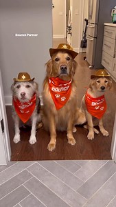 23K reactions · 546 shares | It’s pet hair tumbleweed season on the homestead, #BouncePartner, and our clothes were paying the price. Thankfully Bounce Pet Dryer Sheets have helped us wrangle the fluff and the static cling. These pet dryer sheets are our secret weapon when the dual between pet hair and clothing happens! @bouncesheets #dog #goldenretriever | Aguyandagolden | Facebook