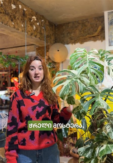 სასარგებლო რჩევები თუ როგორ ვიმეგობროთ ჭრელ მონსტერასთან სწორად ☘️💚 #ანემონე #anemone #plants #plantshop #flowers #flowershop #monstera