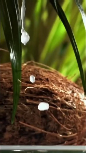 “Why can coconut explode in train? You will be shocked to know! 🥥✈️😱” 🎯