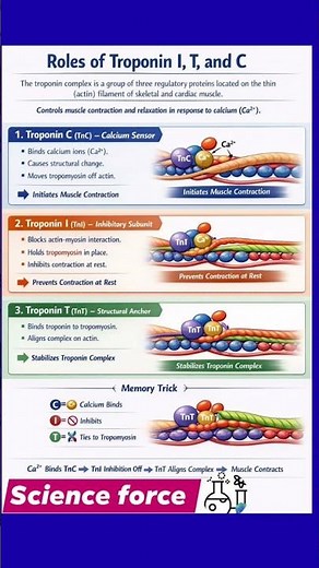 Role of troponin I,T and C #medicalbiochemistry #biology #physiology #troponin #muscle #contraction