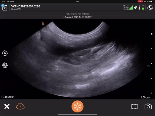 🩸 The Aorta & Caudal Vena Cava: Your Built-In Sat Nav These vessels are more than anatomy—they are orientation tools. Their assessment should include: - Course and diameter - Relationship to adjacent organs - Detection of displacement, compression, or pathology - Use as landmarks for adrenal and lymph node identification 🧭 When the abdomen feels chaotic, the vessels restore order. Aspire UCS truth: If you know your vessels, you’re never lost—just temporarily distracted. 🐾 Final Thought High-q