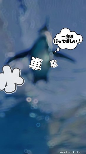 一度は行ってほしい！ 東京水族館 おすすめ4選 #水族館 #水族館デート #水族館デート #すみだ水族館 #アクアパーク品川 #アートアクアリウム #サンシャイン水族館