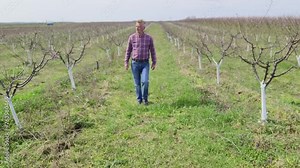 Whitewashed fruit trees, protecting fruit trees from winter