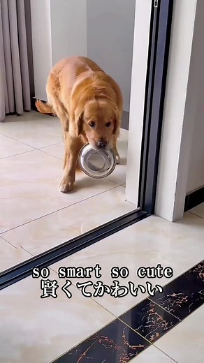 #笑 #爆笑 #爆笑動画 #funny #ペット #犬 so smart so cute 賢くてかわいい