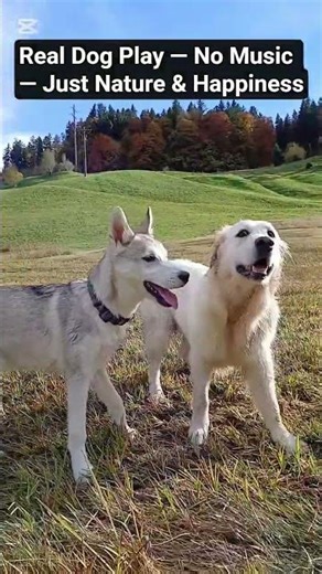 Real Dog Play — No Music — Just Nature & Happiness