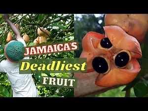 ACKEE FRUIT - BENEFITS of Ackee / How to Clean ACKEE / HARVESTING Ackee / Earth's Medicine
