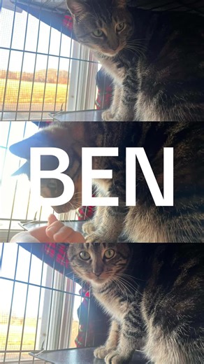 Meet Ben 💙 Ben is a handsome tabby boy with soulful green eyes and the kind of quiet charm that sneaks up on you. He may be a little reserved at first, but once he feels safe, his gentle and curious personality shines through. Ben enjoys cozy spots where he can observe the world around him and would do best in a home that understands that patience and kindness go a long way. He’s the perfect match for someone looking for a calm, sweet companion who will build a strong bond at his own pace. With
