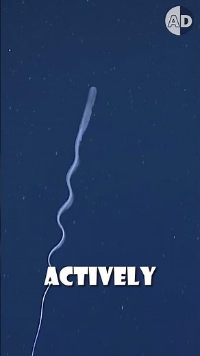 The Gulper Eel’s Mouth is Twice Its Size!