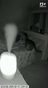 Cat's Quick Thinking Prevents Humidifier Hazard | Night Vision Rescue 🐾💨 #Shorts