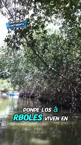🌿✨ Los Manglares de Tumbes son un verdadero tesoro natural del Perú. Árboles que crecen en agua salada, un ecosistema único donde conviven aves, peces, conchas negras y hasta cocodrilos de Tumbes 🐊. Un lugar mágico donde el mar y la tierra se abrazan, formando un paisaje que no encontrarás en ningún otro lugar del país. 💚 #ManglaresDeTumbes #Tumbes #PerúNatural #Ecoturismo #AventuraPeru #NaturalezaViva #ViajaPorPerú #DescubrePerú #TurismoSostenible #BellezasDelPeru #PerúMágico #ViajerosPeru #