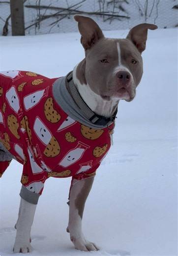 Pittie Mom (@pittie_mom3)’s videos with original sound - Pittie Mom