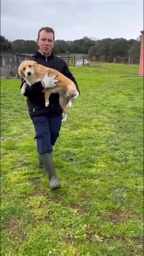 💛🚌 66 Seelen auf dem Weg ins Leben 🐾✨ Sie wissen es noch nicht. Noch ahnen sie nicht, dass sich ihr Leben gerade für immer verändert. 55 Hunde und 11 Katzen durften heute ihre Reise antreten – behutsam begleitet von Menschen, die an sie glauben. Wohin sie fahren, können sie noch nicht verstehen. Aber es ist der Weg in ein besseres Morgen. 💫 Manche von ihnen kannten nur Beton und Gitter. Andere nur das endlose Warten. Doch alle tragen denselben Wunsch in sich: gesehen zu werden. Geliebt zu we