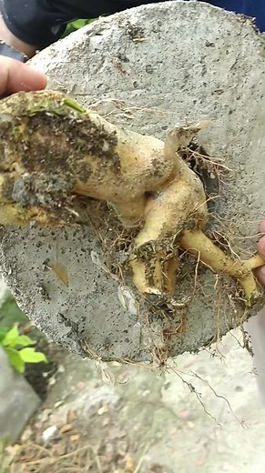 32 reactions · 6 comments | 21 jewel rootstock | Blooming Hardinera Rosalinda Mercado | Facebook