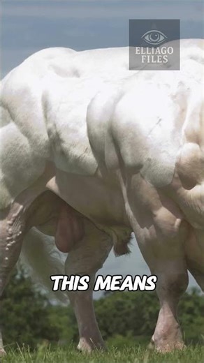 The REAL Reason This Cow Is SO Muscular! 😳