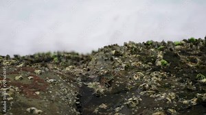 Crab navigates tide pool among barnacles, foam-lapped coastal rocks showcase marine life. Educational footage highlights ecosystem, coastal habitat, animal behavior for marine biology study.