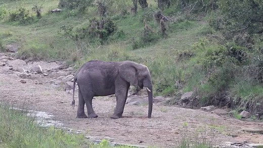 Watch a Elephant spraying water with it's trunk at Kruger National Park, South Africa. #wildlife #wildanimals #animals #krugernationalpark #nature | Wildest Kruger Sightings
