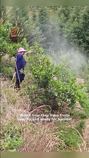 Farmers Protecting Fruit Trees The Spraying Process
