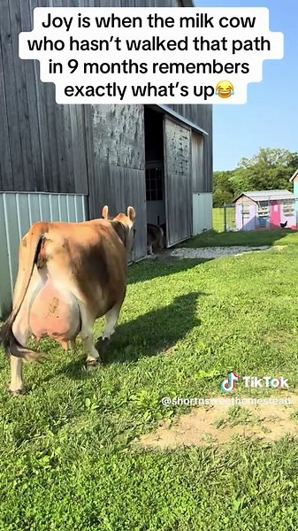 Mini family milk cow ready for duty 🥰 Adeline knows her job and despite not coming from that direction in 9 months remembered exactly what to do 💕 #familycow #milk #milkcow #farm #farming #homestead #fyp