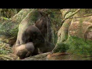 Zoo View-Gorilla Intro-Cincinnati Zoo