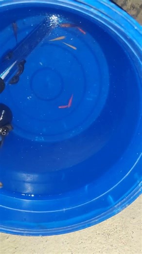 Finally I Feed My Fishes 🐠 In My Tub Pond Setup 🌿🐟