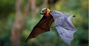 9 Flying Animals (That Aren’t Birds!)