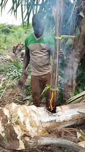 100K views · 1.9K reactions | Bonne soirée nous sommes en position pour le blanco . Le python moi je me suis plus retourner là-bas pour ceux qui veulent savoir là suite  | Tangoumassou Kro | Facebook