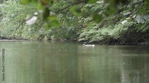 Ducks diving and flapping with their wings in a pond / lake in the forest. Powerplay during rutting season.