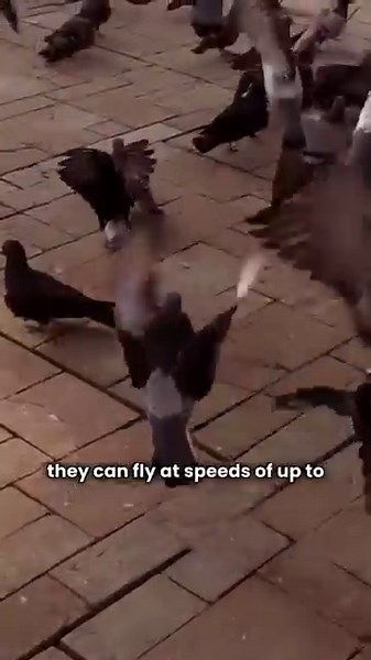 Pigeons: Smarter Than You Think! 🤯 The Untold Truth About City Birds! 🐦 #pegion