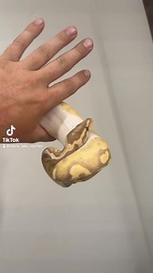 4.2K views · 149 reactions | Never wanted a banana pied but once I...