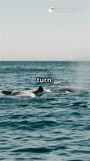 “How Whales Became the Ocean’s Smartest Giants 🌊🐋”