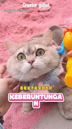 Bontot lagi di tes keberuntungan nya #shorts #kucing #kucinglucu