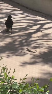 1M views · 2.5K reactions | Crow Hunting Lizard - - All credit goes to respective owners  DM for removal or credit. - - Follow us for more videos: Animal Entertainment - - #crow #savage #hunter #wildbirds #lizard #closeenough #predator #greaterkruger #crowhuntinglizard #wildlife #wildlifeaddicts #animal #animallovers #nature #attack #videooftheday #wildlifeonearth | Animals Wildside | Facebook