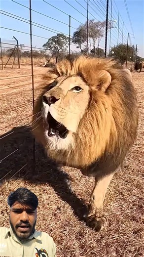 lion roars like a dinosaur💀#lion #roar #animals #wildlife