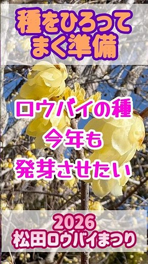【ロウバイ種まき】準備①発芽を目指す #ロウバイ #蝋梅 #種まき #発芽 #観葉植物 #園芸 #盆栽 #ロウバイ祭り #松田町 #松田町寄 #寄 #実生