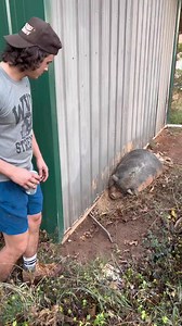 Just another day in the country 😂 #pig #comedy #foryou | Hayes Grier