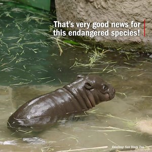 Meet the San Diego Zoo’s newest resident and the first Pygmy hippo to be born at the institution in the last 30 years 😍 | Time Out Chicago