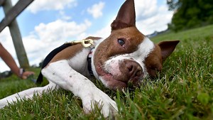 Do you know the new dog tethering restrictions?