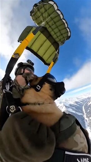 Elite K9 Paratroopers In Action 🐕🪂