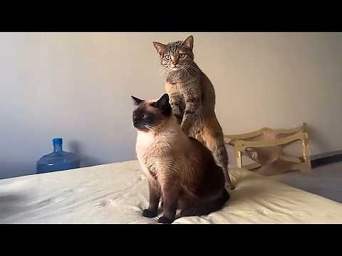 These Cats Didn’t Expect Their Ridiculous Moments To Go Viral! 🤣