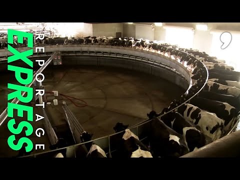 Visite d'une méga ferme américaine