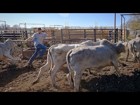 This Brahma Cow Almost Ended My Day