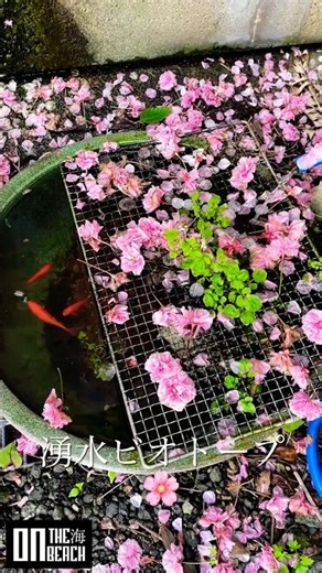 桜満開の湧水ビオトープ🌸