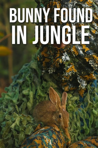 “Wild Bunny Encounter in the Jungle” A peaceful moment in the wilderness — a wild bunny resting fearlessly on a camouflaged wildlife explorer. Such rare encounters remind us of the beauty, purity, and trust found in nature. #WildlifePhotography #BunnyInJungle #WildEncounters #NatureLovers #AnimalRescue #ForestLife #WildBeauty #NatureMagic #CamoLife #TrendingReels #ViralShorts #CuteAnimals | Gautam Khirade