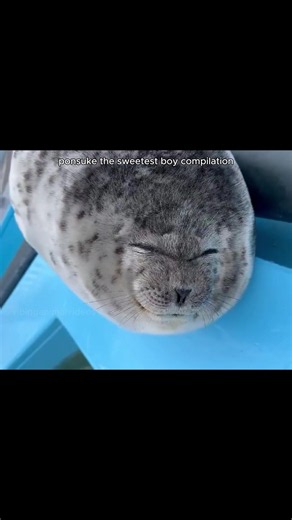 Ponsuke the Seal Pup: sweetest silly seal compilation