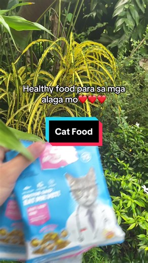 Healthy Food Options for Your Cats