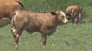 Cow-killing attack caught on surveillance camera