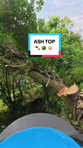 Ash Tree Top Removal Techniques and Tools