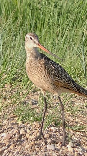 World record holder for long-distance bird flights. The genus Chéng is a genus under the order Ploviformes and the family Sandpiper, with a total of 4 species of large long-beaked shorebirds. The feathers are reddish brown in summer and turn gray in winter. There are 4 species in this genus, namely bar-tailed godwit, black-tailed godwit, brown godwit and clouded godwit. In 2007, New Zealand ornithologists installed satellite trackers on the backs of 24 bar-tailed godwits and released them. Three