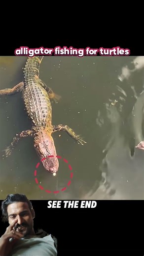 #crocodile #memes #funny #trending #trending #animals