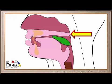 WCLN - The Pharynx and the Esophagus - Biology
